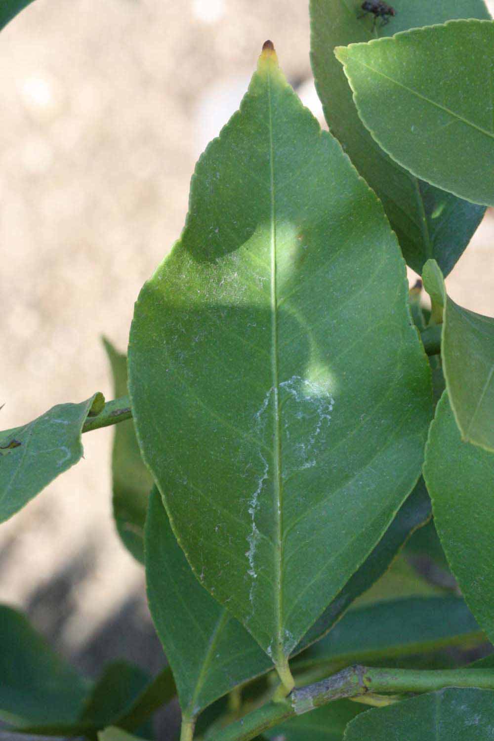              Unifoliolate leaf (Riverside, CA)       